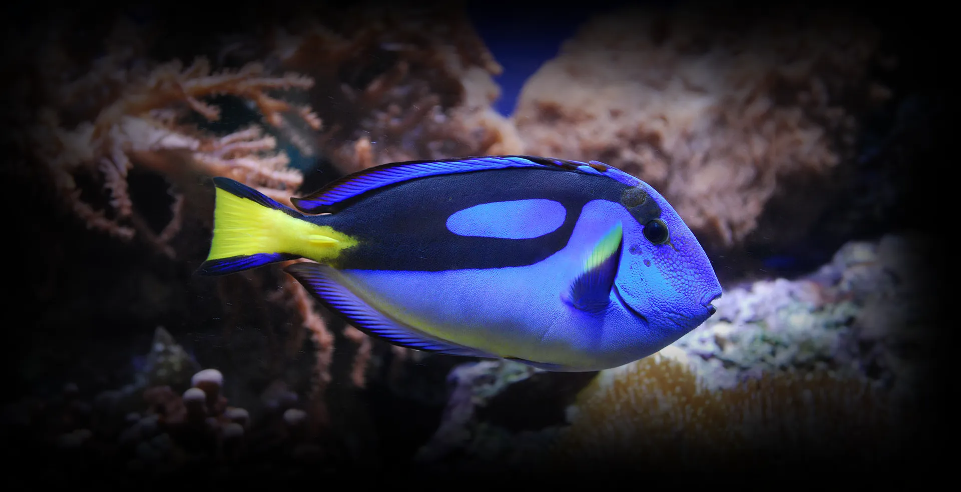 Imagem de fundo de Blue Tang - Poytara